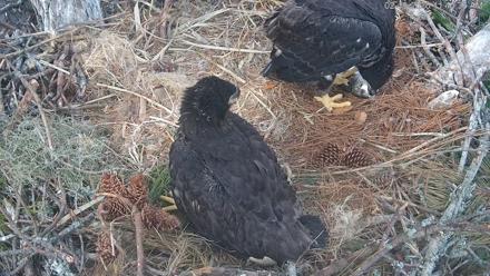 Hilton Head Island Eagles Live Webcam - Feb 15, 2026, 11:41am EST