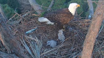 Hilton Head Island Eagles Live Webcam - Jan 6, 2026, 5:03pm EST