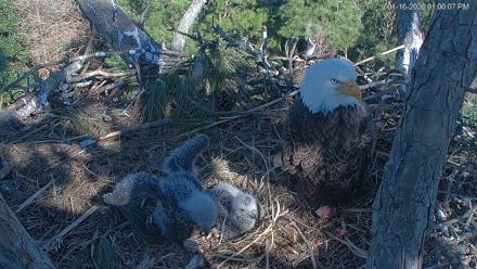 Hilton Head Island Eagles Live Webcam - Jan 16, 2026, 1:00pm EST