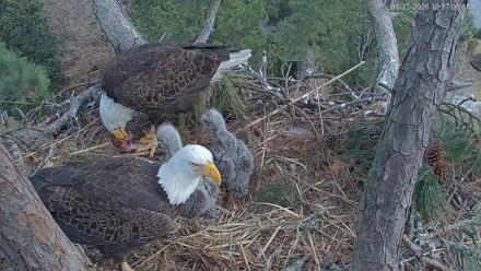Hilton Head Island Eagles Live Webcam - Jan 17, 2026, 10:27am EST