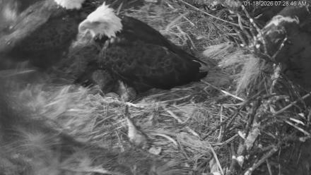 Hilton Head Island Eagles Live Webcam - Jan 18, 2026, 7:29am EST