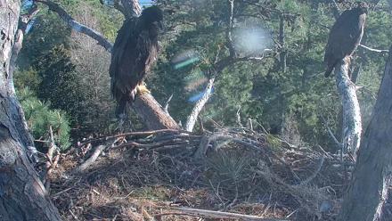 Hilton Head Island Eagles Live Webcam - Mar 13, 2026, 9:34am EDT
