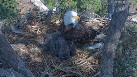 Hilton Head Island Eagles Live Webcam - Jan 26, 2026, 12:57pm EST