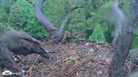 Hilton Head Island Eagles Live Webcam - May 2, 2026, 2:21pm EDT