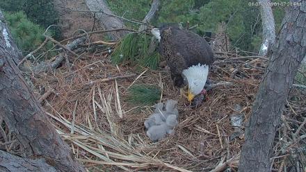 Hilton Head Island Eagles Live Webcam - Jan 7, 2026, 1:08pm EST