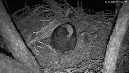 Hilton Head Island Eagles Live Webcam - Dec 30, 2025, 1:49am EST