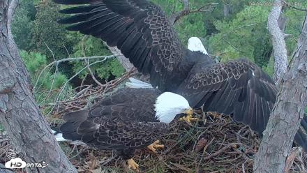Hilton Head Island Eagles Live Webcam - Sep 9, 2026, 4:22pm EDT