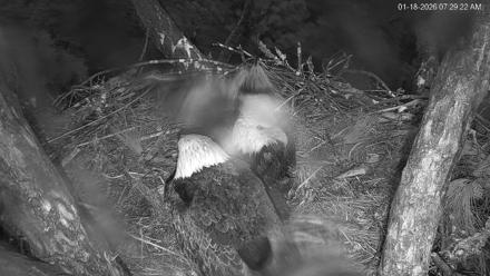 Hilton Head Island Eagles Live Webcam - Jan 18, 2026, 7:30am EST