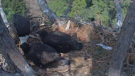Hilton Head Island Eagles Live Webcam - Feb 18, 2026, 2:46pm EST