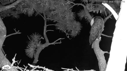 Hilton Head Island Eagles Live Webcam - Oct 7, 2026, 11:55pm EDT
