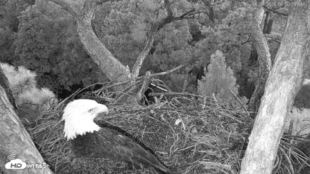 Hilton Head Island Eagles Live Webcam - Aug 23, 2026, 6:51am EDT
