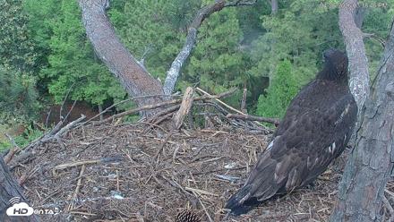 Hilton Head Island Eagles Live Webcam - Apr 26, 2026, 3:19pm EDT