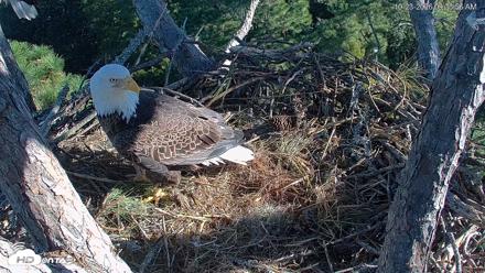 Hilton Head Island Eagles Live Webcam - Oct 23, 2026, 9:34am EDT