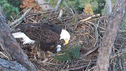Hilton Head Island Eagles Live Webcam - Nov 30, 2025, 4:28pm EST