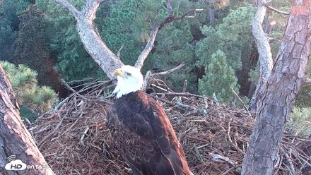 Hilton Head Island Eagles Live Webcam - Aug 25, 2026, 7:08am EDT