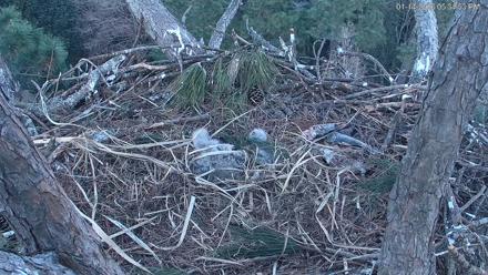 Hilton Head Island Eagles Live Webcam - Jan 14, 2026, 5:35pm EST