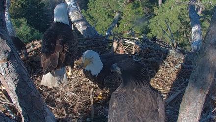 Hilton Head Island Eagles Live Webcam - Feb 28, 2026, 4:46pm EST