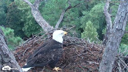 Hilton Head Island Eagles Live Webcam - Aug 29, 2026, 8:04am EDT