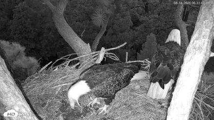 Hilton Head Island Eagles Live Webcam - Aug 14, 2026, 6:32am EDT