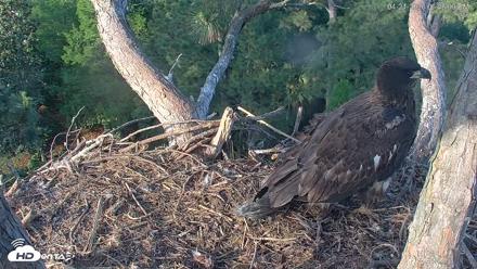 Hilton Head Island Eagles Live Webcam - Apr 21, 2026, 6:48pm EDT
