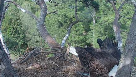 Hilton Head Island Eagles Live Webcam - Apr 3, 2026, 4:22pm EDT