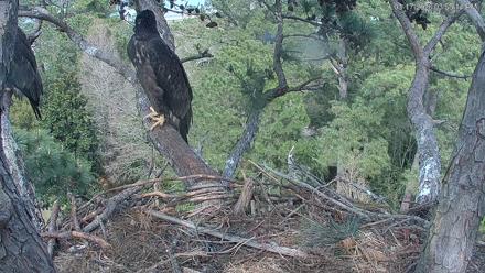 Hilton Head Island Eagles Live Webcam - Mar 17, 2026, 3:55pm EDT