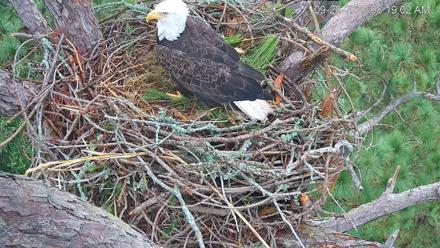 Hilton Head Island Eagles Live Webcam - Sep 28, 2025, 8:19am EDT