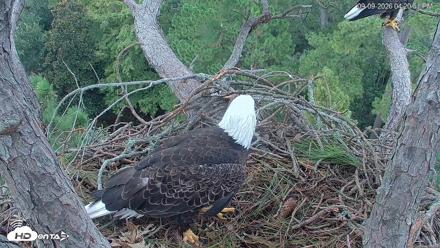 Hilton Head Island Eagles Live Webcam - Sep 9, 2026, 4:21pm EDT