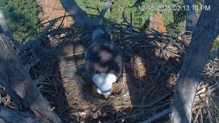 Hilton Head Island Eagles Live Webcam - Dec 15, 2025, 2:13pm EST