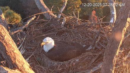 Hilton Head Island Eagles Live Webcam - Dec 20, 2025, 7:28am EST