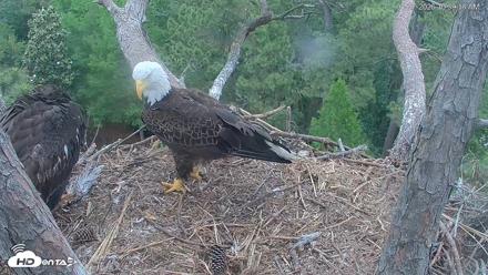 Hilton Head Island Eagles Live Webcam - Apr 27, 2026, 10:40am EDT