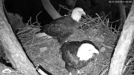 Hilton Head Island Eagles Live Webcam - Sep 27, 2026, 6:51am EDT