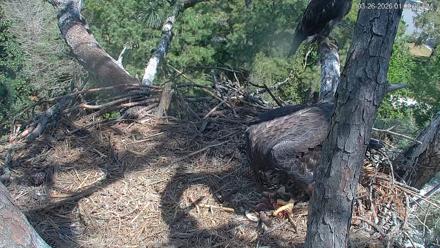 Hilton Head Island Eagles Live Webcam - Mar 26, 2026, 1:09pm EDT