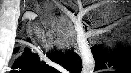 Hilton Head Island Eagles Live Webcam - Oct 12, 2026, 8:15pm EDT
