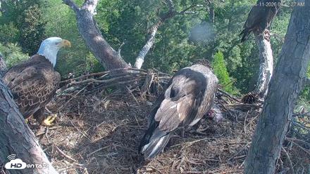 Hilton Head Island Eagles Live Webcam - Apr 11, 2026, 9:43am EDT