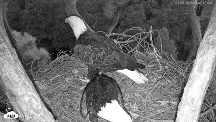 Hilton Head Island Eagles Live Webcam - Sep 6, 2026, 6:48am EDT
