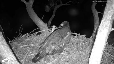 Hilton Head Island Eagles Live Webcam - Apr 26, 2026, 11:46pm EDT