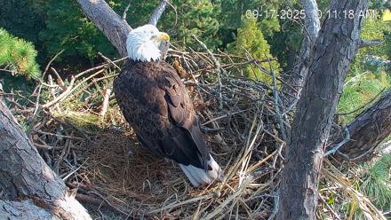 Hilton Head Island Eagles Live Webcam - Sep 17, 2025, 10:11am EDT