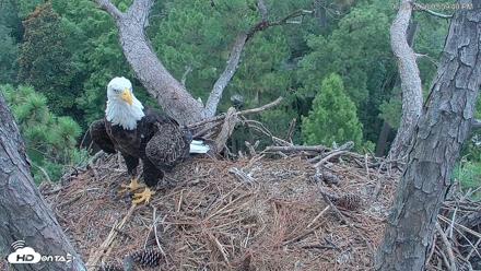 Hilton Head Island Eagles Live Webcam - Jun 29, 2026, 3:00pm EDT
