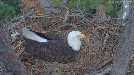 Hilton Head Island Eagles Live Webcam - Dec 28, 2025, 3:17pm EST