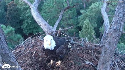 Hilton Head Island Eagles Live Webcam - Aug 24, 2026, 7:52pm EDT