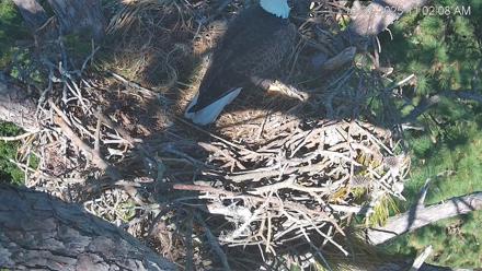 Hilton Head Island Eagles Live Webcam - Oct 23, 2025, 11:03am EDT