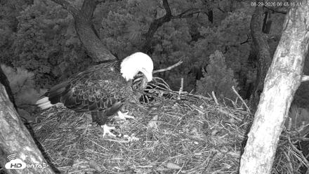 Hilton Head Island Eagles Live Webcam - Aug 29, 2026, 6:48am EDT