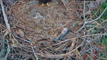Hilton Head Island Eagles Live Webcam - Dec 29, 2025, 11:08am EST
