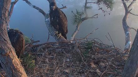 Hilton Head Island Eagles Live Webcam - Mar 5, 2026, 7:08am EST