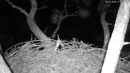 Hilton Head Island Eagles Live Webcam - Apr 1, 2026, 11:14pm EDT