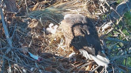 Hilton Head Island Eagles Live Webcam - Dec 31, 2025, 3:52pm EST