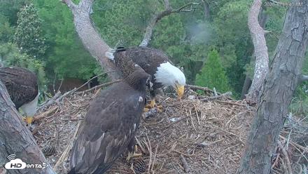 Hilton Head Island Eagles Live Webcam - Apr 27, 2026, 10:49am EDT