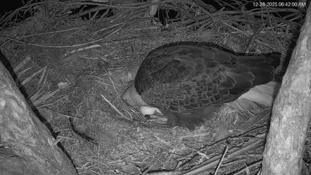 Hilton Head Island Eagles Live Webcam - Dec 28, 2025, 6:43am EST