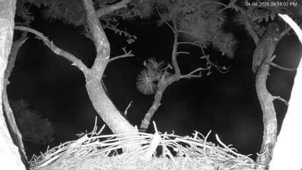 Hilton Head Island Eagles Live Webcam - Apr 4, 2026, 9:18pm EDT